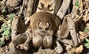 עכביש זאב שנמצא בחצר (צילום: reddit)