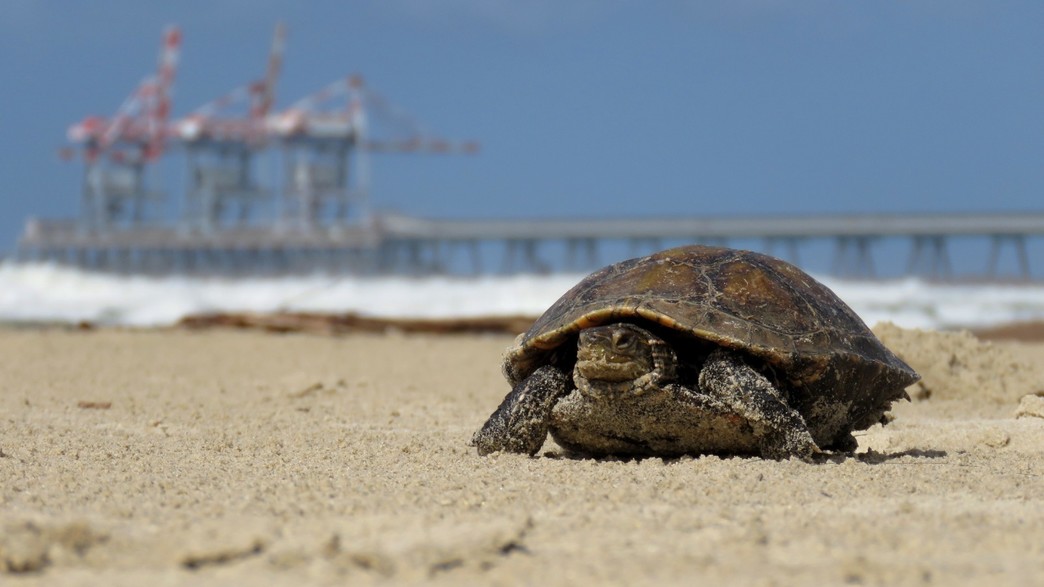 צב ביצות בחדרה