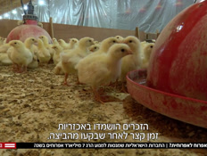 20chiken_vtr2_n20201014_v1 (צילום: חדשות)