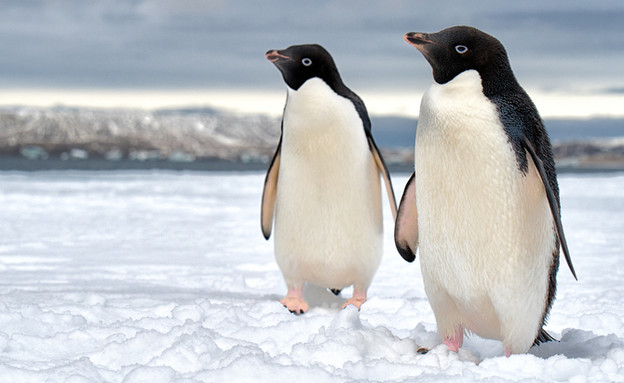 פינגווינים (צילום: Piotr Zarecki, Shutterstock)