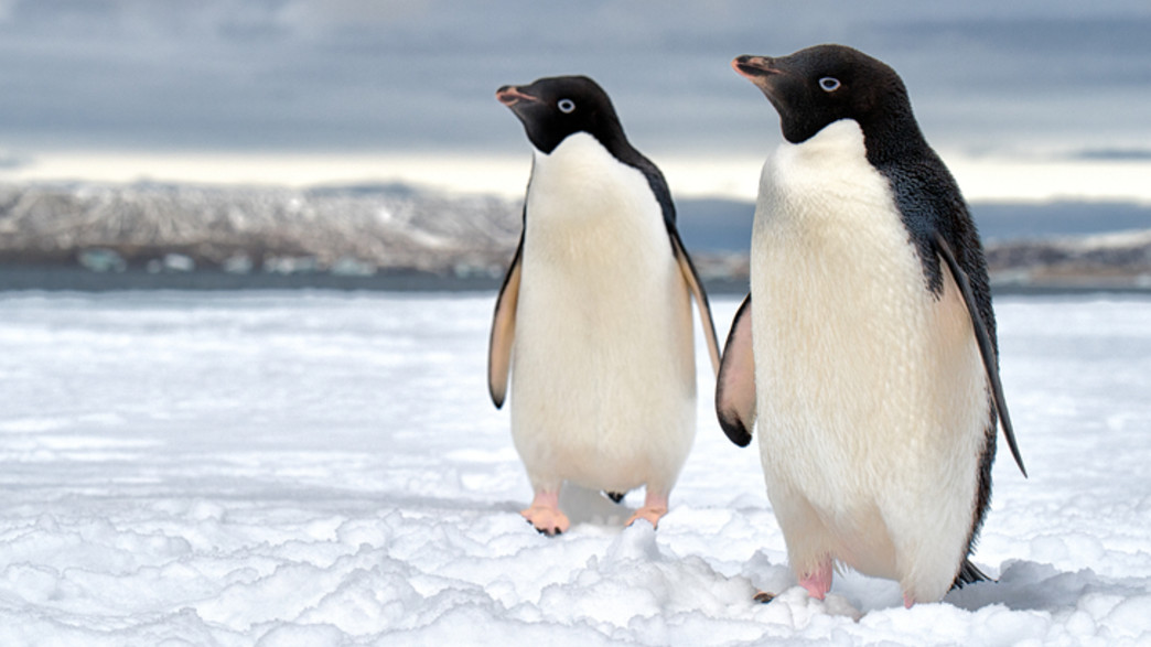 פינגווינים (צילום: Piotr Zarecki, Shutterstock)