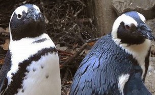פינגווינים הומואים גנבו קן של ביצים (צילום: מתוך עמוד האינסטגרם dierenparkamersfoort@, instagram)