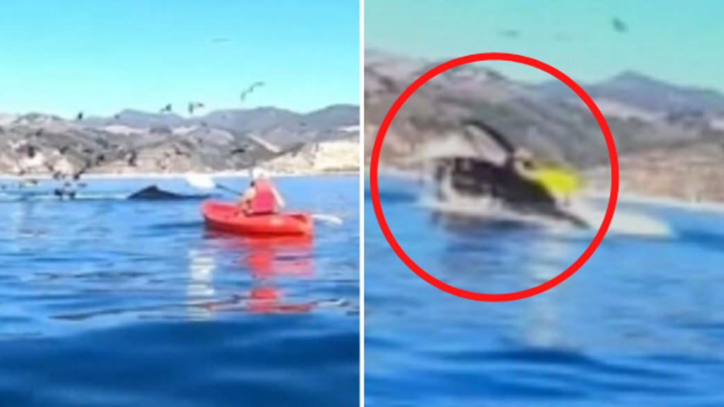 ליז קורטיאל ליז קורטיאל