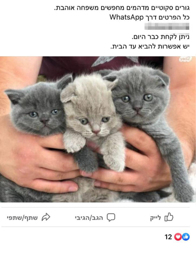 חתולים (צילום: צילום מסך מתוך הפייסבוק (2))