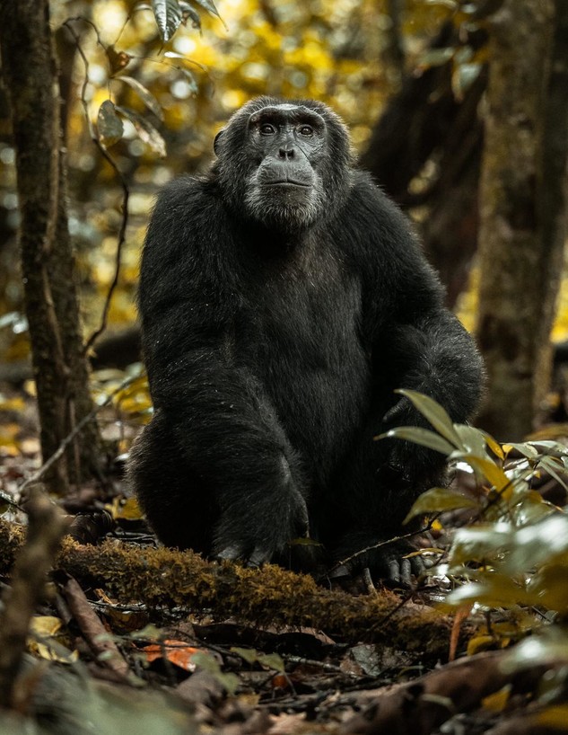 שימפנזה (צילום: דן ליאור, ספארי קומפני)