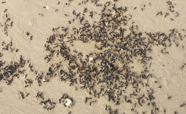 נמלים בחופים (צילום: שחר שקורי)