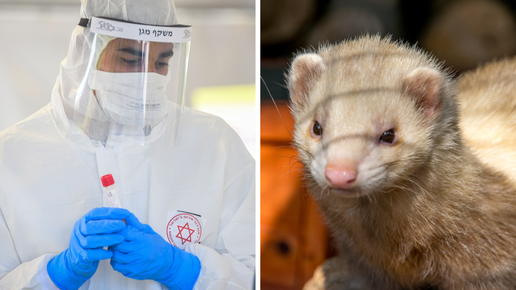מוטציה חדשה של קורונה שמקורה בחורפנים