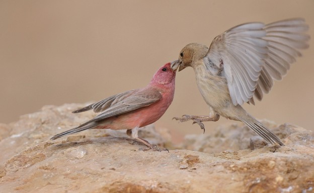 פלאנט ערבה (צילום: אילן ביאל)