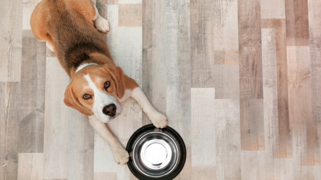 תזונה לכלבים