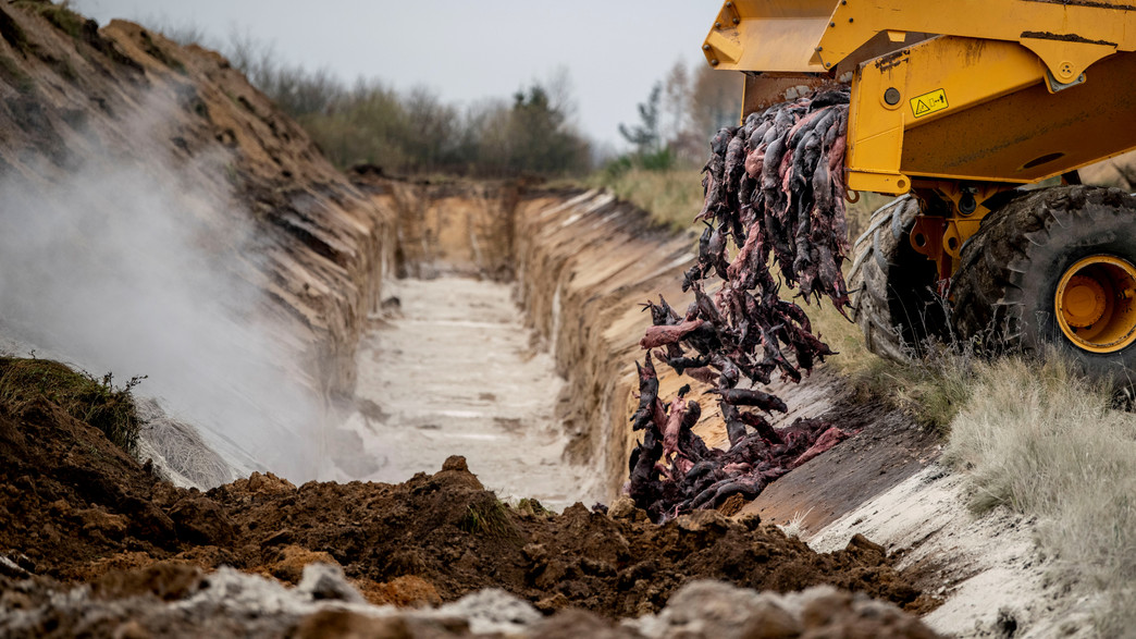 חורפנים מתים בדנמרק