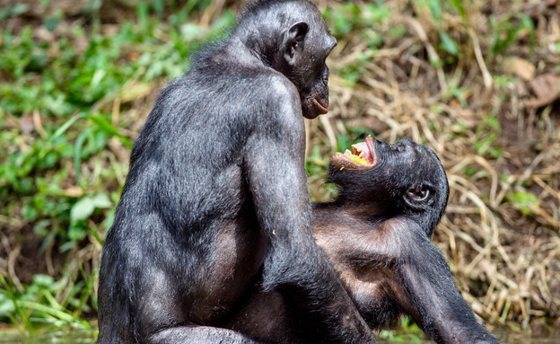 סקס בעלי חיים קופים (צילום: shutterstock)