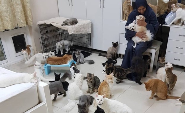 מגדלת 480 חתולים (צילום: טוויטר, twitter)