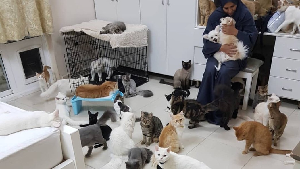 מגדלת 480 חתולים