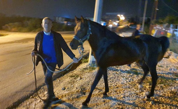 ניסים אלפרון עם הסוס שלו (צילום: זוהר שלום)