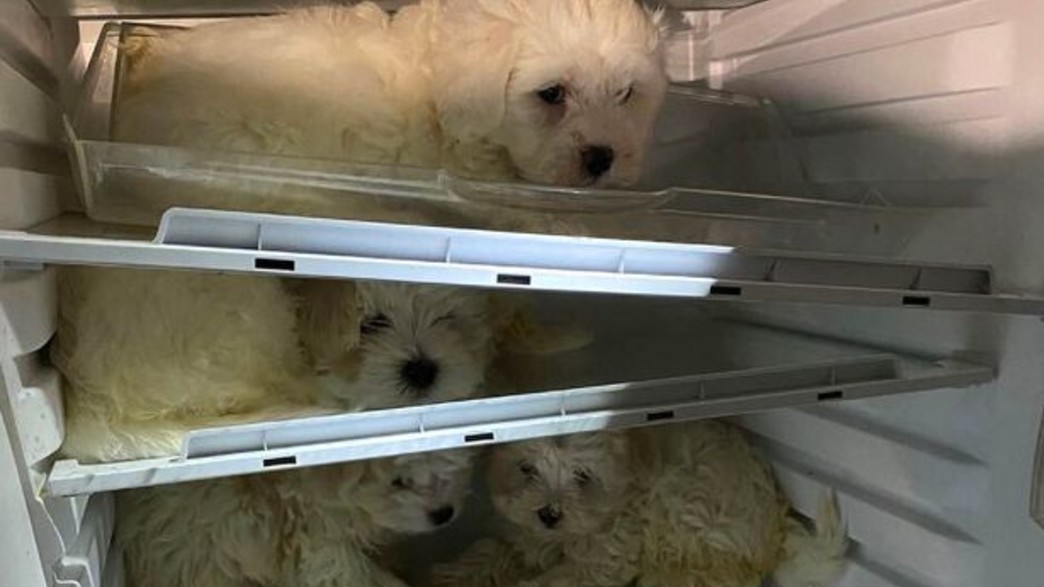 גורים במקרר גורים במקרר