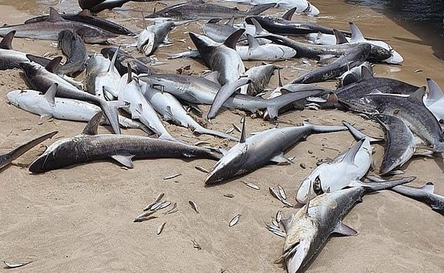 כרישים מתים (צילום: טוויטר, twitter)