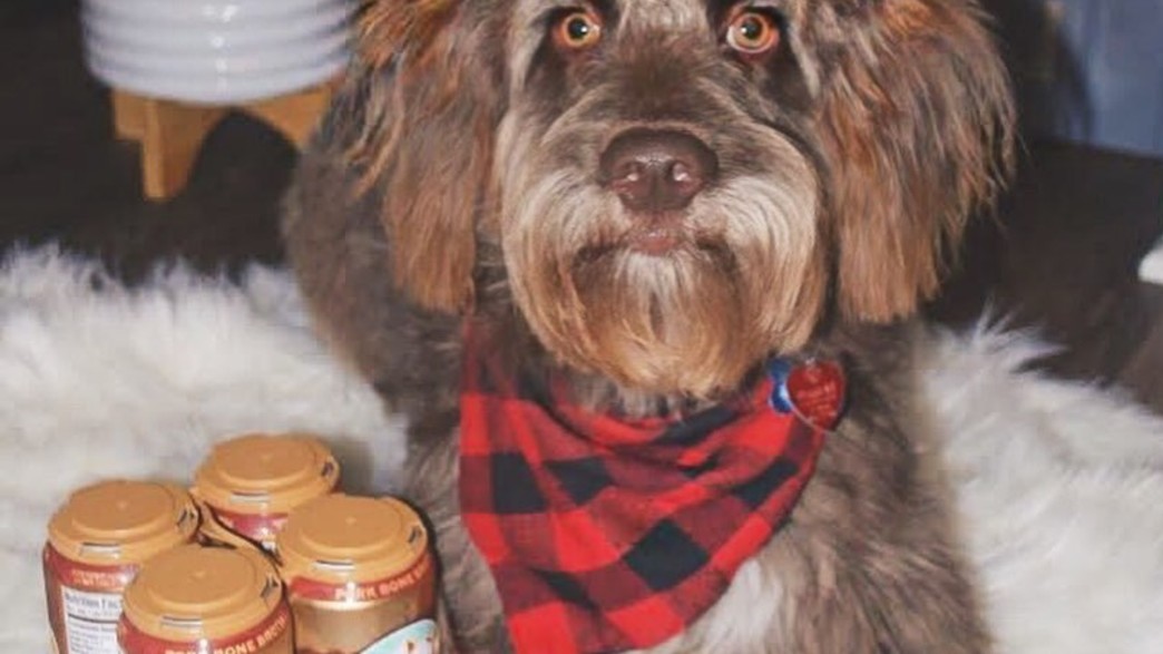 בירה לכלבים בירה לכלבים