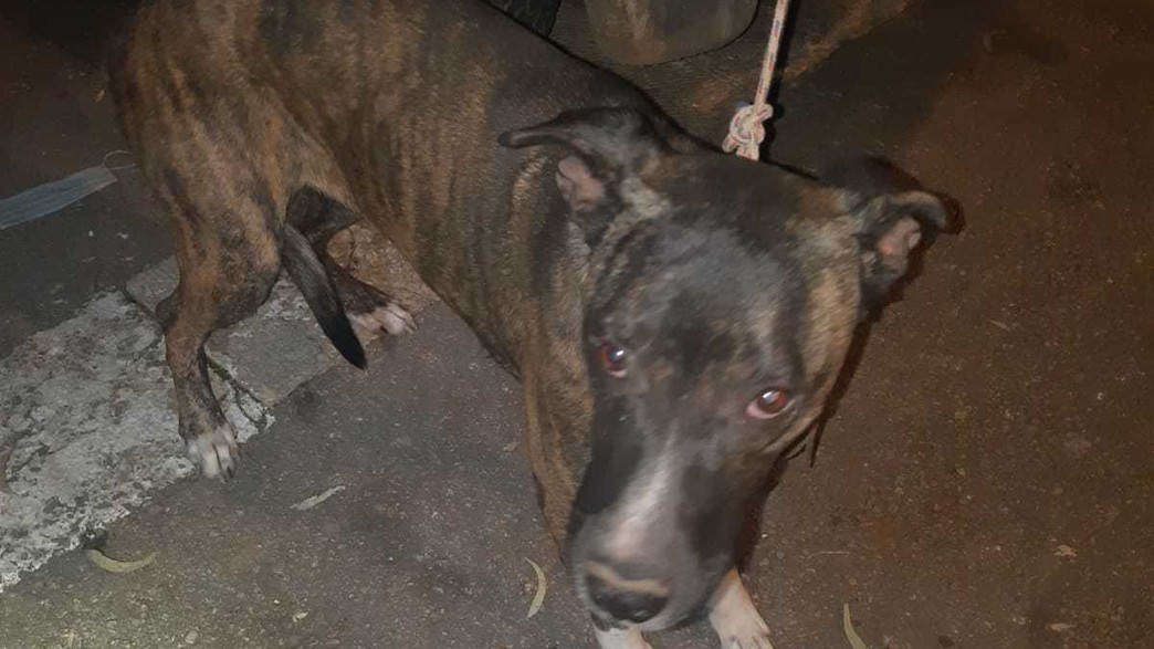 התעללות בכלב