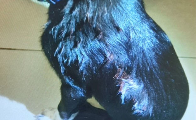 החבלות על גופה של הכלבה (צילום: דוברות המשטרה)