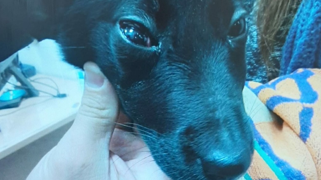 הכלבה לאחר שחולצה הכלבה לאחר שחולצה