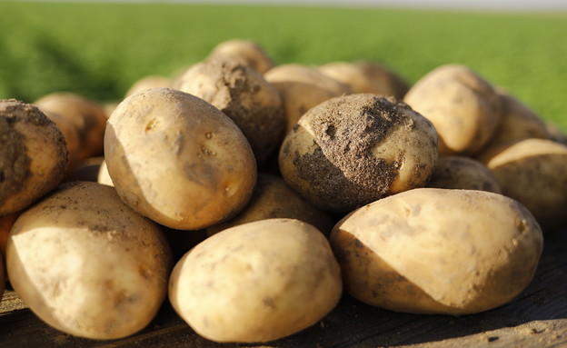 סוגי תפוחי אדמה (צילום: ליאור נורדמן)