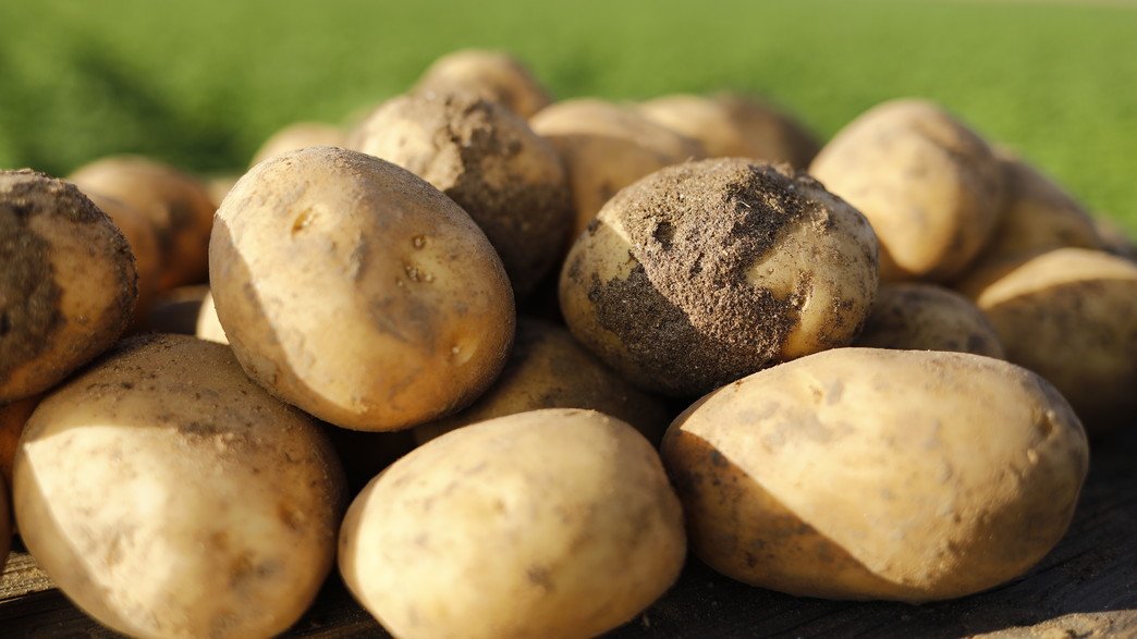 סוגי תפוחי אדמה