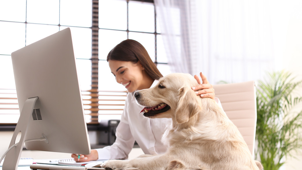 עבודה מהבית