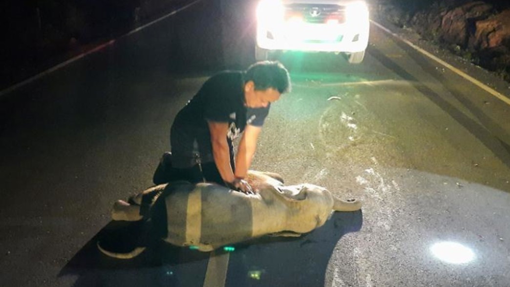 חילוץ גור פילים