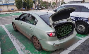 מאות ק"ג של אבוקדו שנתפסו ברכבו של חשוד בגניבה (צילום: דוברות המשטרה)