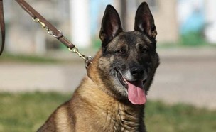 כלב היחידה (צילום: דוברות מג"ב, משטרת ישראל)