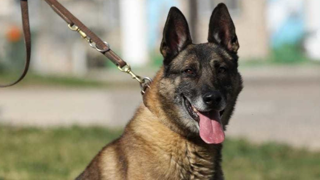 כלב היחידה (צילום: דוברות מג"ב, משטרת ישראל)