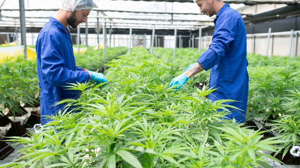 עובד הצמחה עובד הצמחה