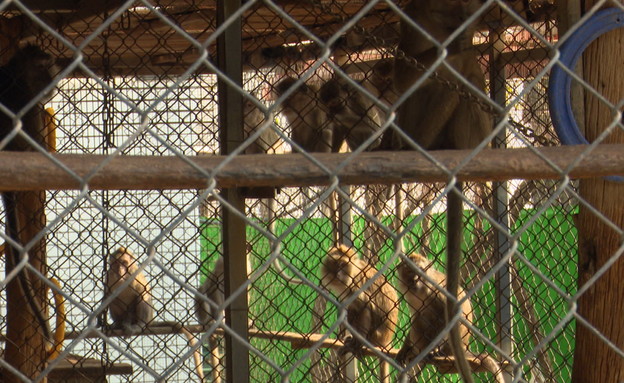 מצילים את הקופים. (צילום: החדשות 12, החדשות12)