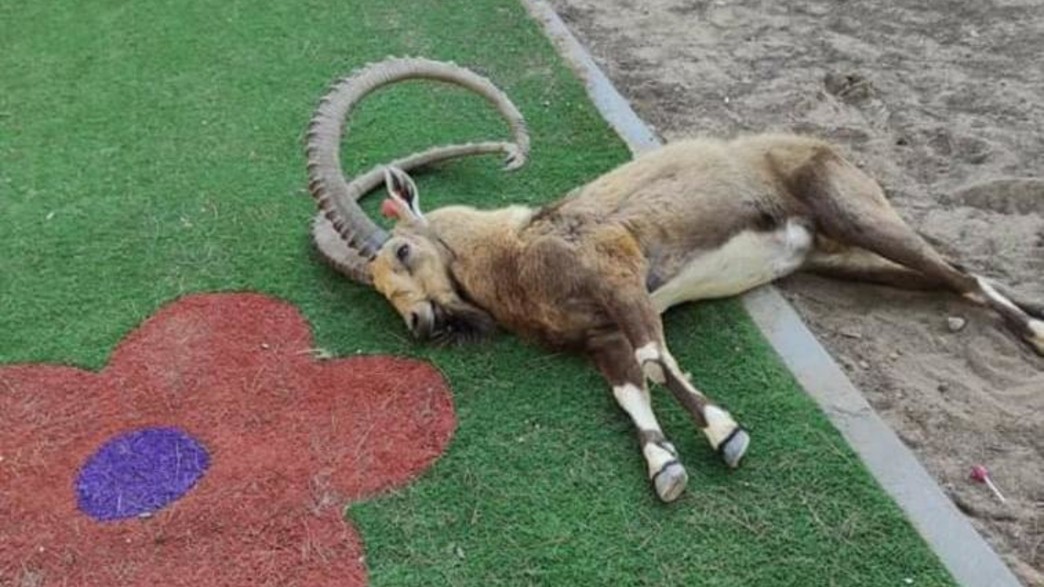 היעל שהורעל היעל שהורעל