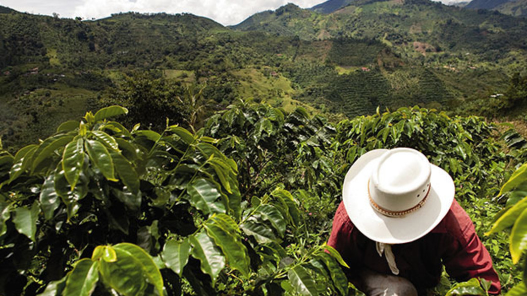 6 - מטע פולי קפה