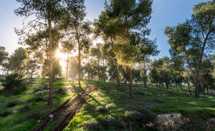 יער בישראל (צילום: shutterstock By LevT)
