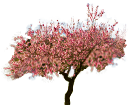 עץ שקד, שקדיה (צילום: By ANCH, shutterstock)