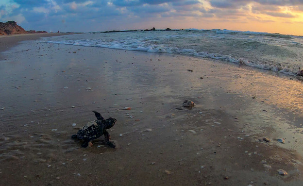 אבקוע צב ים בדרך אל הים (צילום: גיא לויאן, רשות הטבע והגנים)