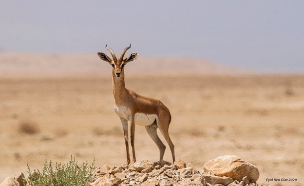 צבי ארץ ישראלי בתל ערד (צילום: אייל בן גיאט, רשות הטבע והגנים)