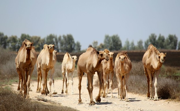 נאקות (צילום: ינאי בונה)