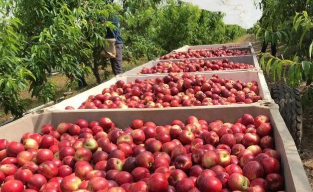 בחסות הקורונה הצעירים חזרו לחקלאות (צילום: רחלי אלון,  יח"צ)