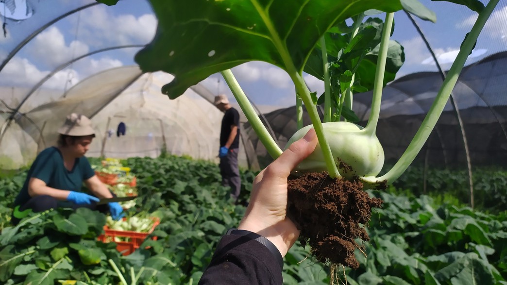 בחסות הקורונה הצעירים חזרו לחקלאות בחסות הקורונה הצעירים חזרו לחקלאות