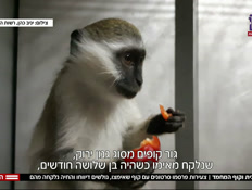 הדוגמניות, הקוף הנדיר והתיעוד שהוביל לחקירה (צילום: חדשות)
