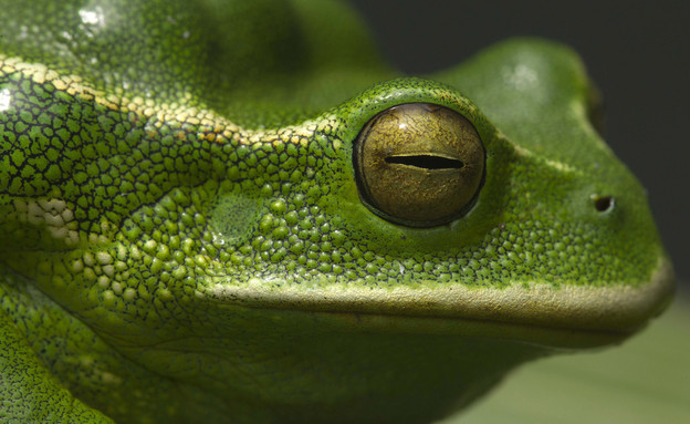 צפרדע (צילום: רויטרס)
