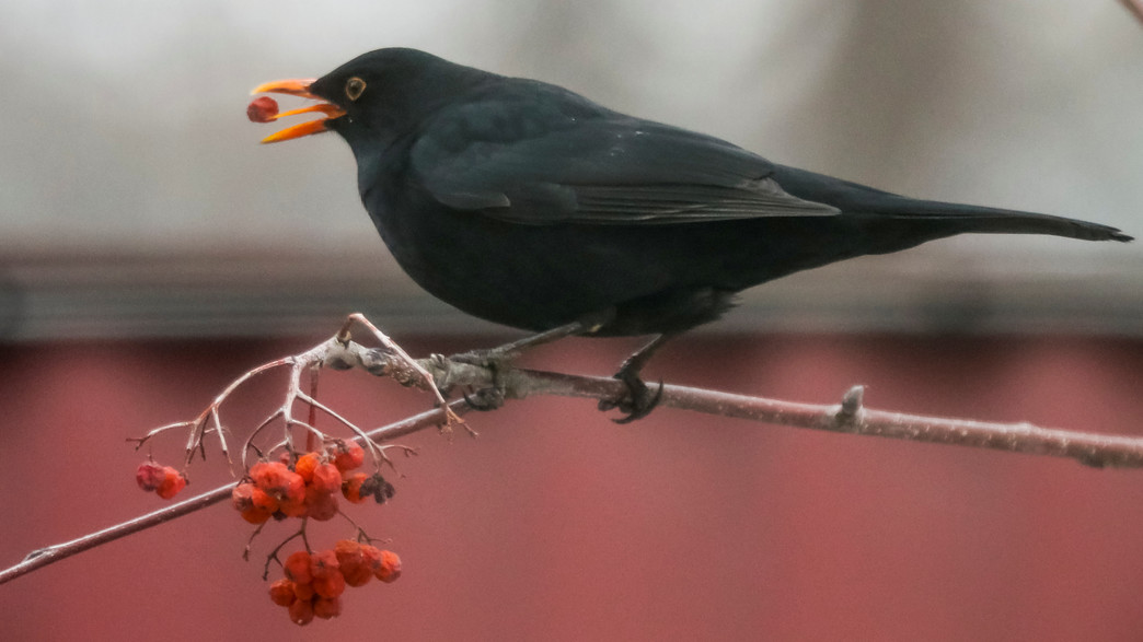 ציפור השחרור ציפור השחרור