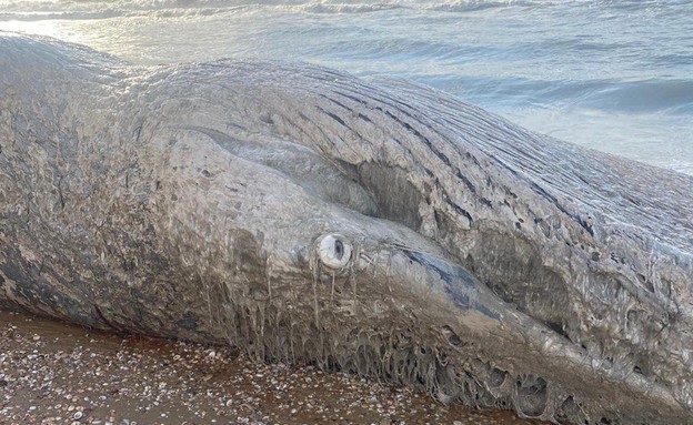 לווייתן נסחף ומת בחוף ניצנים