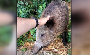 הותקף על ידי חזיר בר אחרי שניסה ללטף אותו (צילום: מתוך "חדשות הבוקר" ,  קשת 12  )