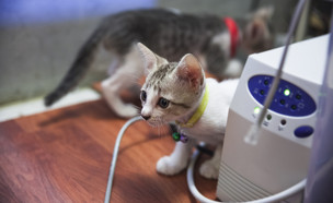 מנהל בחברת החשמל חטף התקף לב - בגלל חתולים (צילום: By bombermoon, shutterstock)