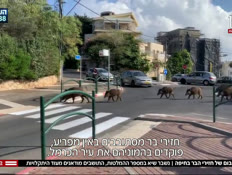 הבייבי בום של חזירי הבר בחיפה (צילום: חדשות)