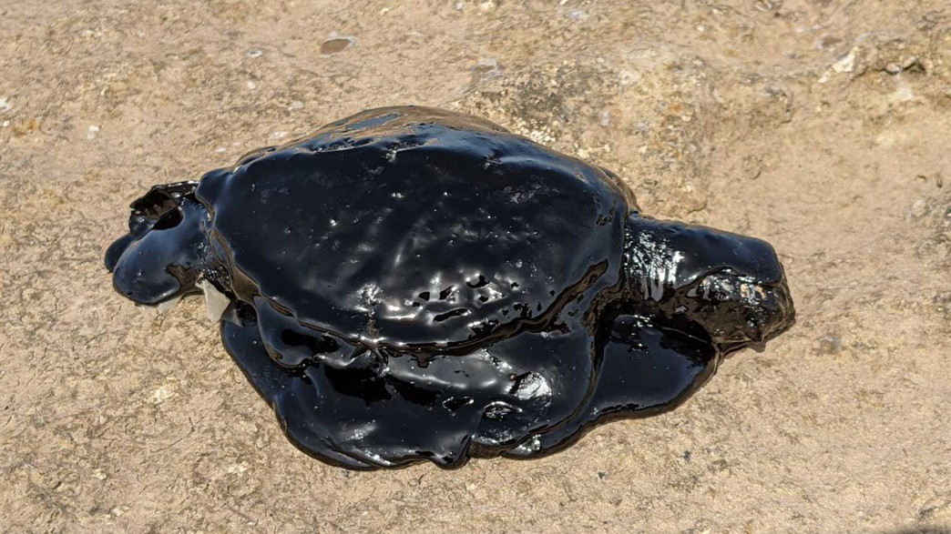 זיהום זפת בחוף זיהום זפת בחוף